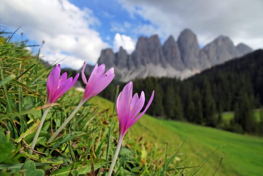 Crocus meadow with Odle massif,Funes Valley,Dolomites,Suedtitol,Italy