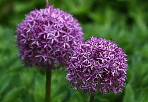 Allium flowers