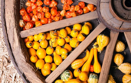 Different sorts of decorative pumpkins in a large wooden wheel