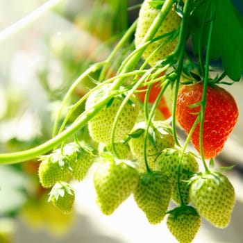 Fresh green and red raw Strawberries on a plant
