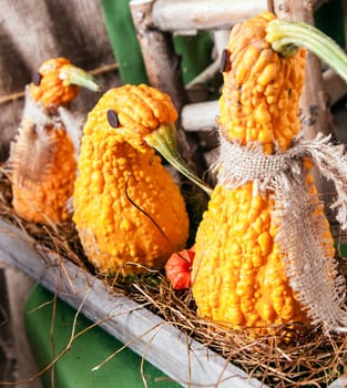 Animal shaped Pumpkins in a row on an old wooden plate