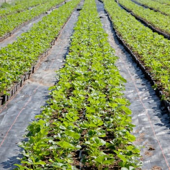Strawberry Field with young Strawberry plants