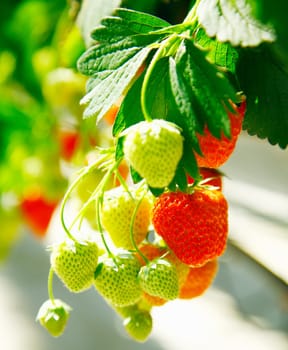 Fresh green and red raw Strawberries on a plant
