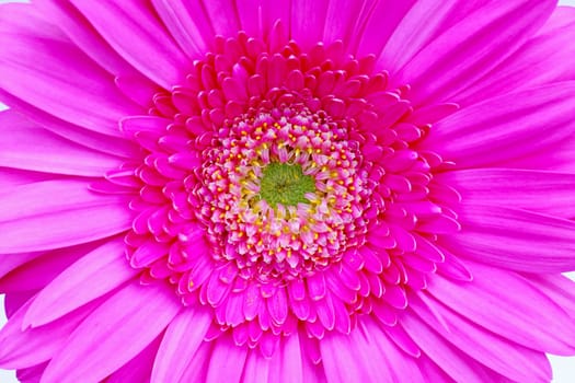 Flower of an pink gerber close-up