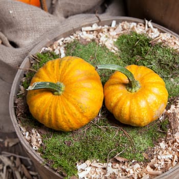 Two beautiful pumpkins in a bed of moss in an old and vintage bucket, for autumn gardening concepts