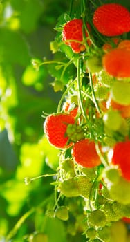 Fresh green and red raw Strawberries on a plant