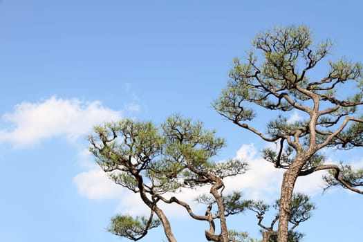 Japanese pine tree against blue sky