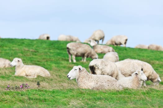 Flock of sheeps on the meadow