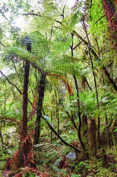 The New Zealand native bush