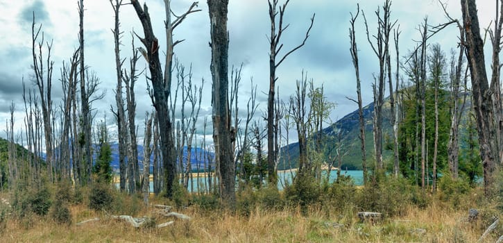 Spooky forest with dry trees