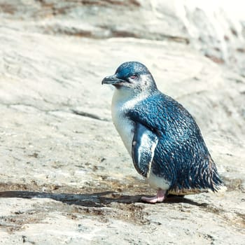 Little blue pinguin on the rock