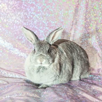 Studio shot of cute domestic rabbit sitting.
