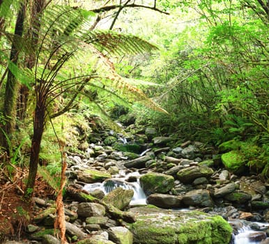 Stream among New Zealand native bush