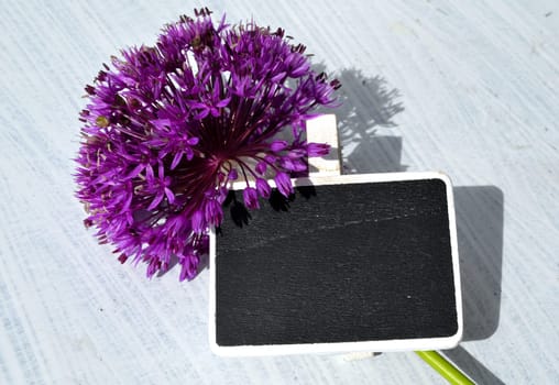 Chalkboard with purple allium flower