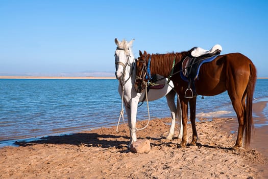 Tired horses at Lagoona beach