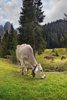 Cow on an alpine meadow near Santa Maggalena,Villnöss Valley,Dolomites,Suedtitol,Italy