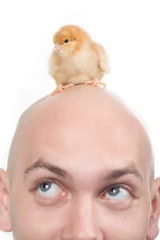 Photo of cute chick on bald head of man over white background