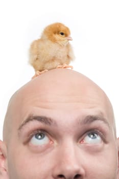 Image of amazed man looking upwards at his bald head with cute chick on it