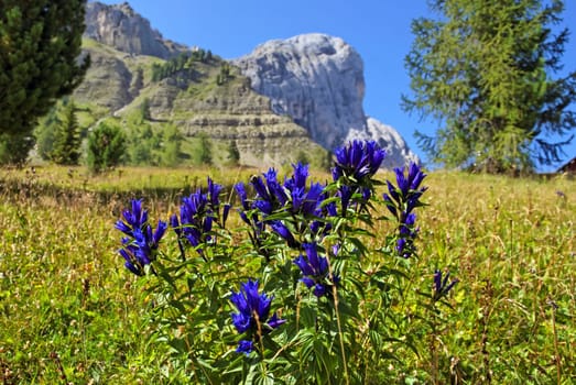 Swallowroot Gentian (Gentiana asclepiadea),Peitler Peak,Val di Funes,Dolomites,Italy,Europe