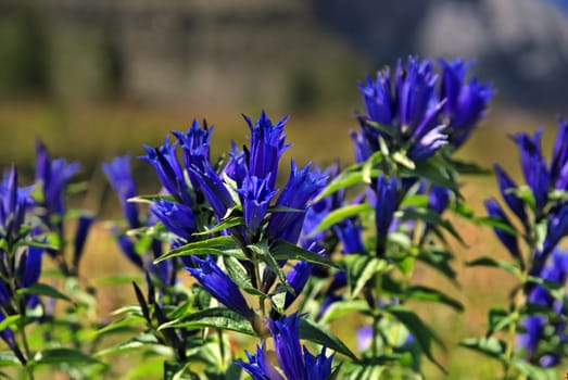 Swallowroot Gentian (Gentiana asclepiadea),Peitler Peak,Val di Funes,Dolomites,Italy,Europe