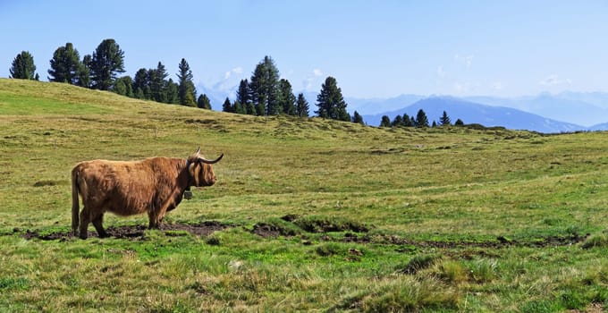 Scottish Highland cattle at the Peitler summit,Villnöss Valley,Dolomites,Italy,Europe