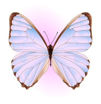 Vector illustration of pink and blue butterfly