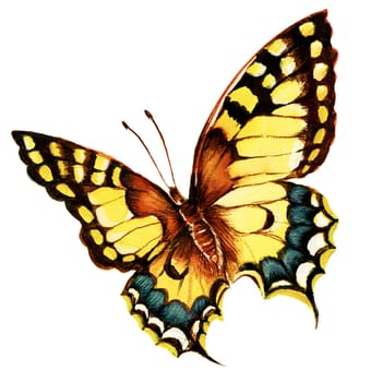 Painting of bright machaon butterfly over white background