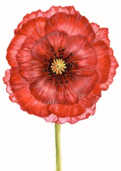 Creative image of red poppy on green stalk isolated over white background
