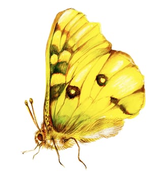 Painting of yellow butterfly over white background