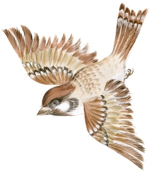 Painting of a sparrow flying in isolation