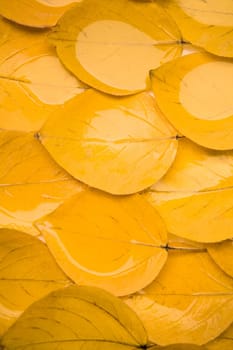 Fall theme background: yellow autumn leaves