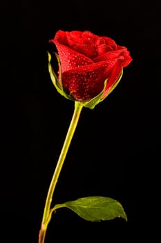 Image of single red rose isolated on a black background