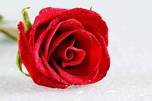 Close-up of open rosebud with dew drops on its petals