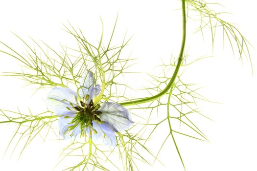 Maid in the green,isolated against white background