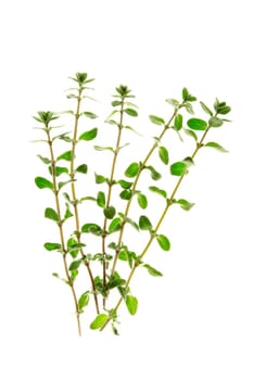 fresh marjoram sprigs,isolated against white background