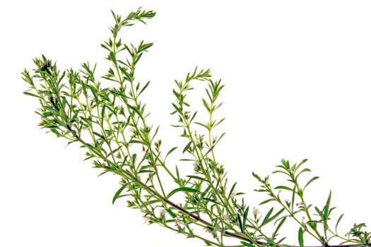 Winter savory (mountain savory)