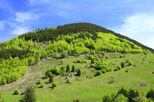 wooded hill in the Black Forest