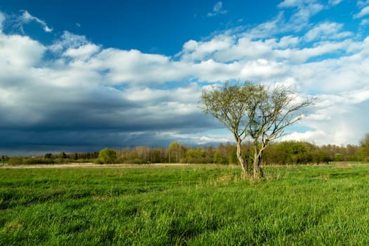 A bush growing in a green meadow and a cloudy sky, spring day