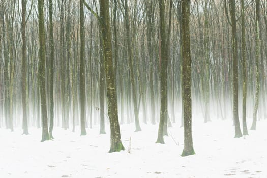 Fog in a snow-covered dense forest, December day