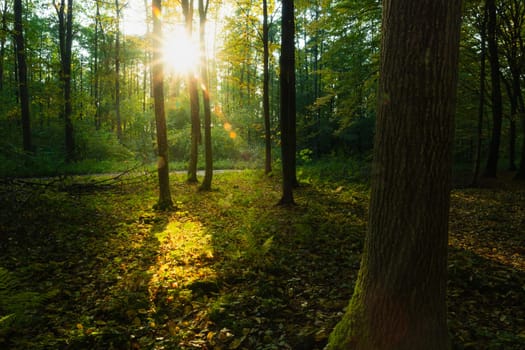 Sunshine in the forest, first days of October