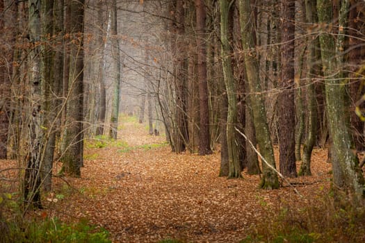 Alley in the autumn brown forest, November day