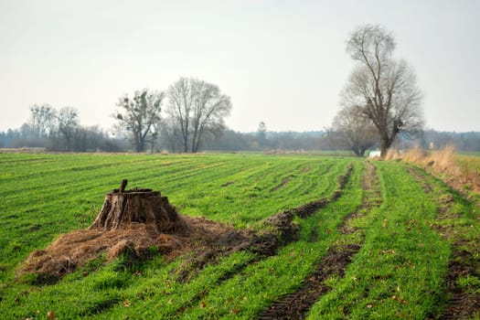 Tree trunk in a green rural field