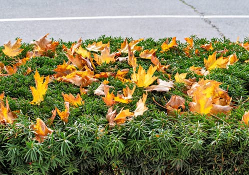 Yellow maple leaves on the green fence top beside an asphalt road