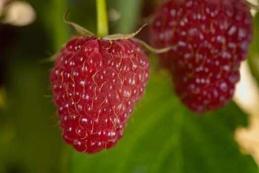 juicy red raspberries close up