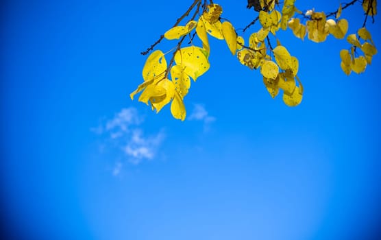 Autumn yellow foliage during a warm autumn day against a blue sky.