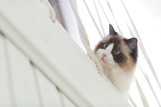 Beautiful young white purebred Ragdoll cat with blue eyes, at home.