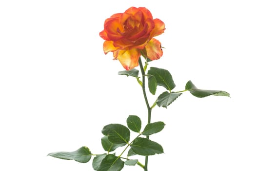 Flowers of beautiful blooming yellow rose isolated on a white background.