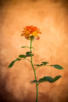 Flowers of beautiful blooming yellow rose on abstract brown background