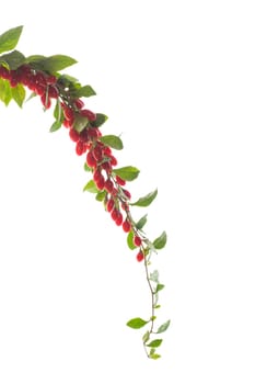 Branch with ripe red goji berry isolated on white background