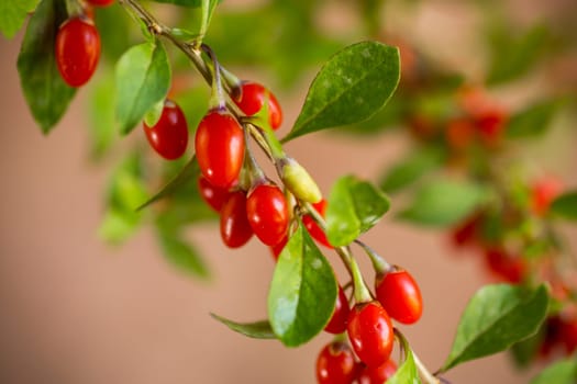 Branch with ripe red goji berry on abstract brown background